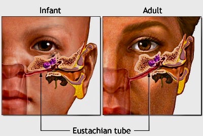 Eustachian Tube
